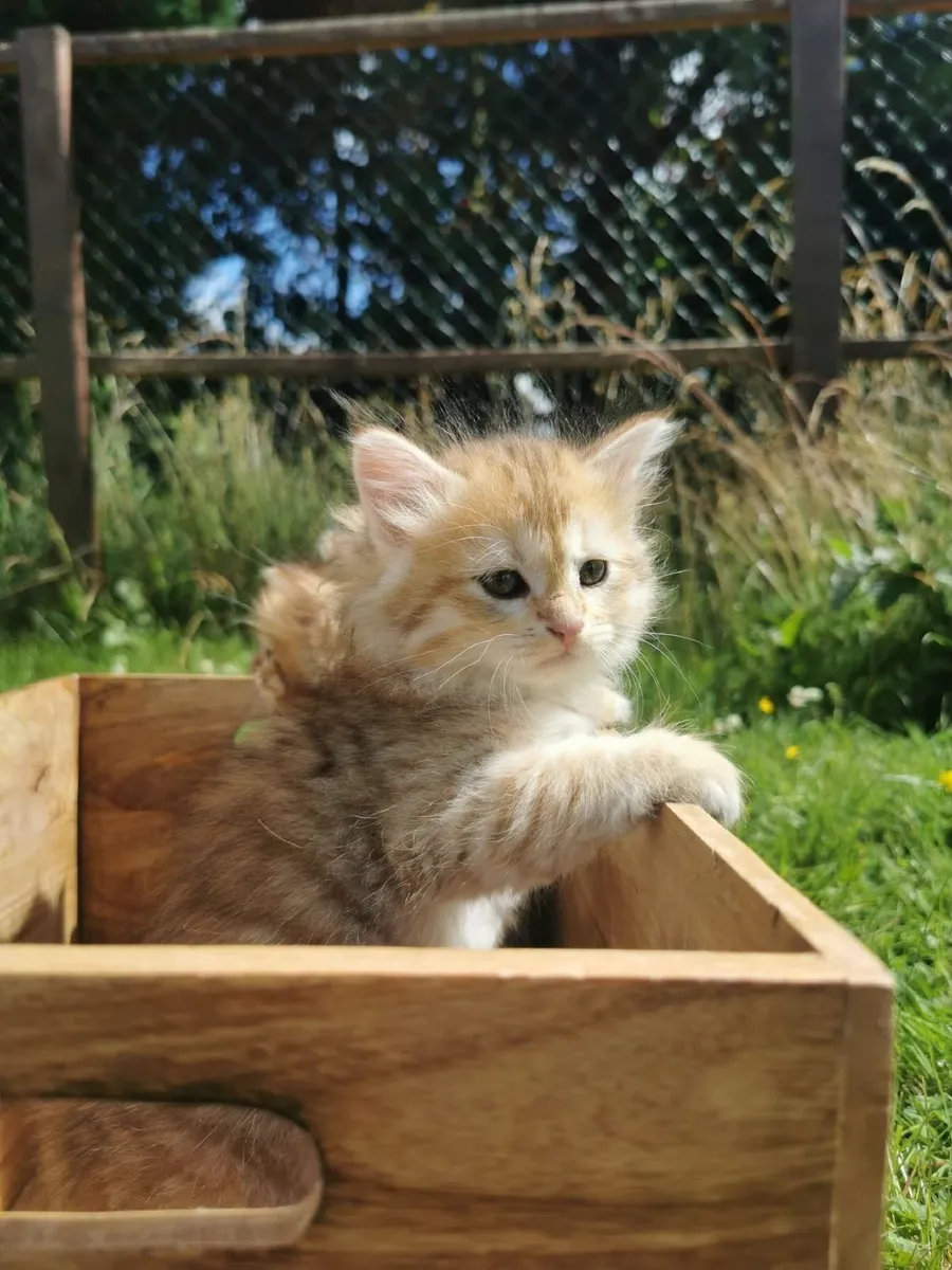 Siberian kitten - Image 4
