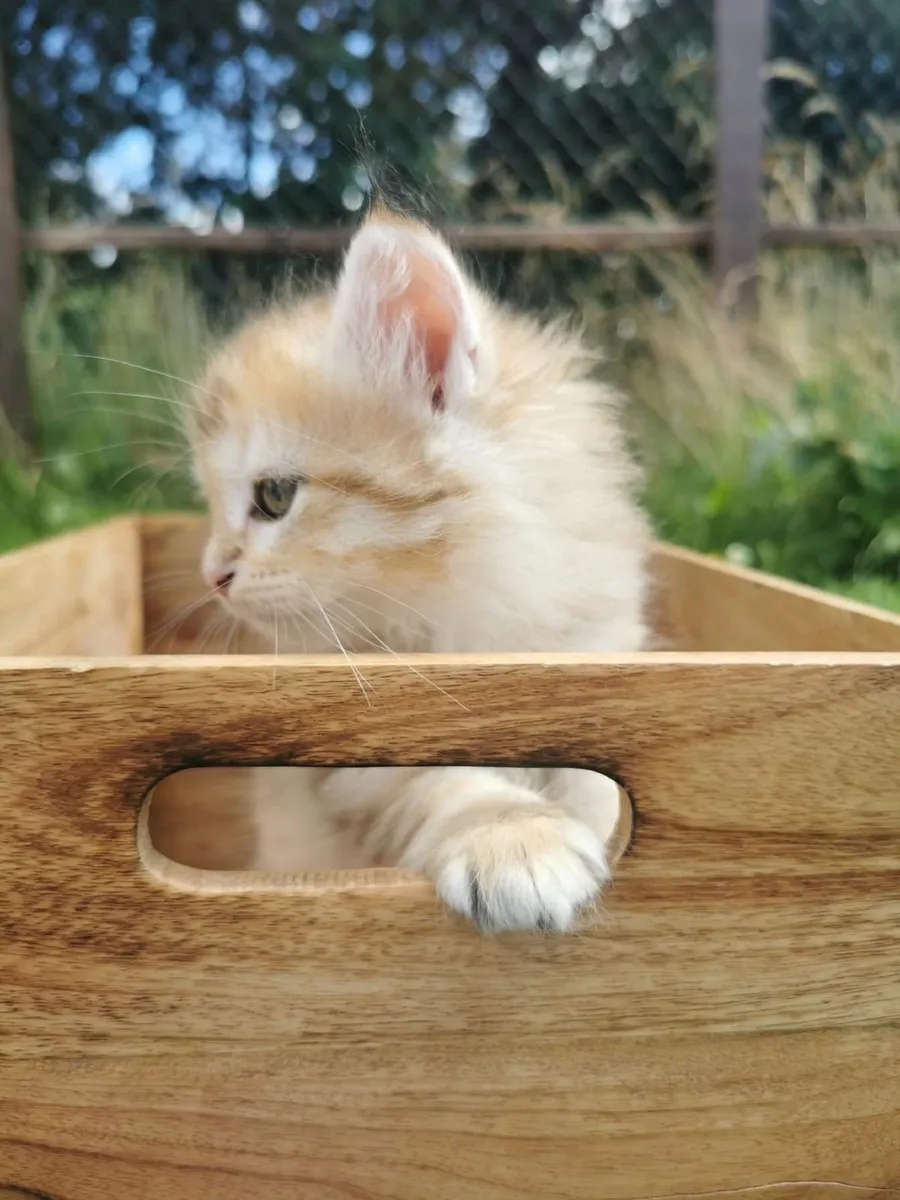 Siberian kitten - Image 1