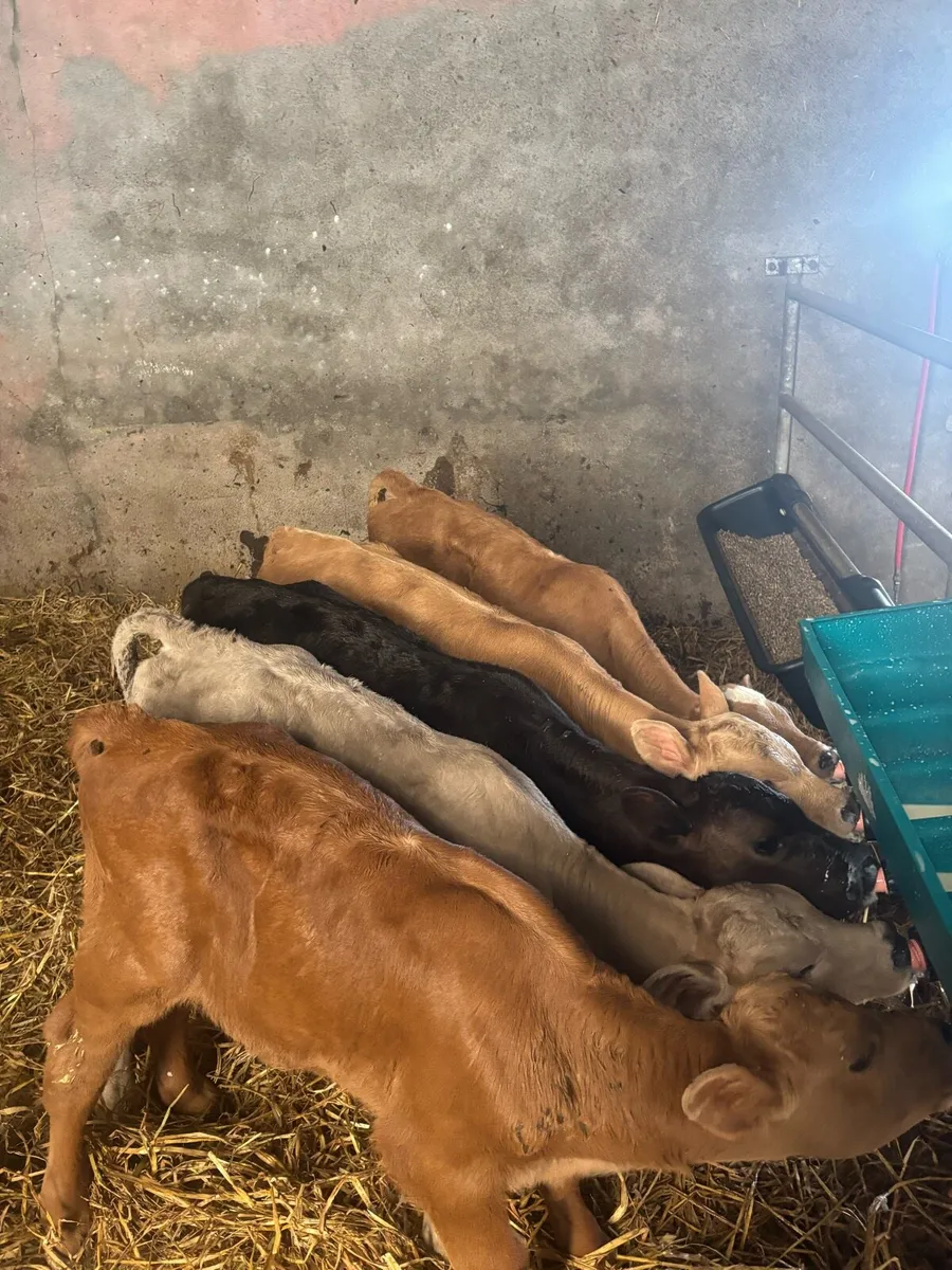 Charlaois bull and heifer calves