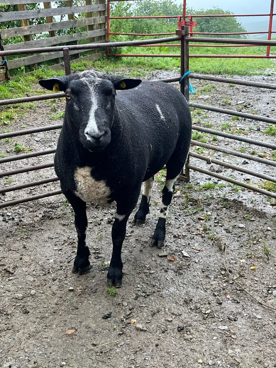 Dutch spotted Ram - Image 1