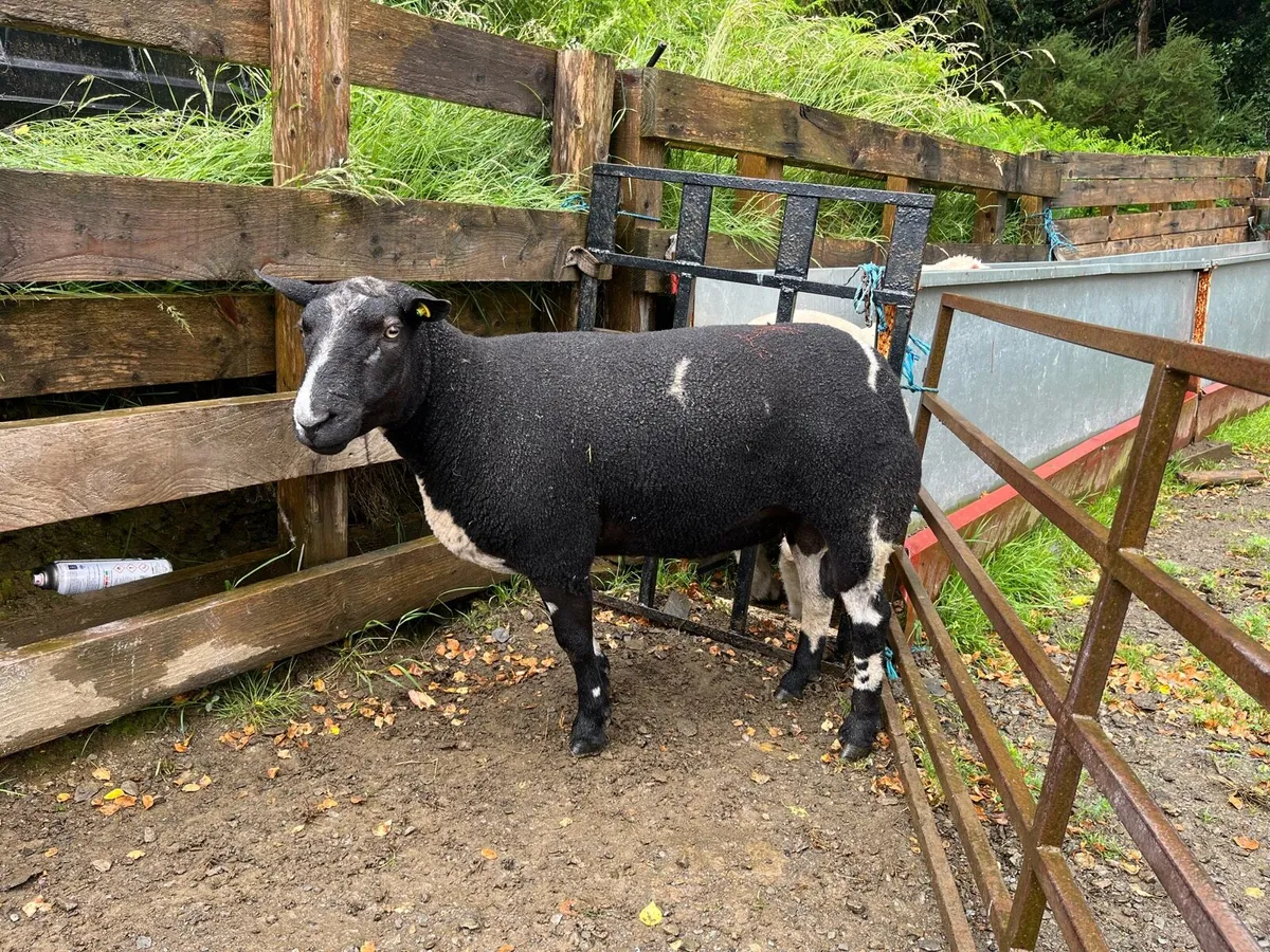 Dutch spotted Ram - Image 3