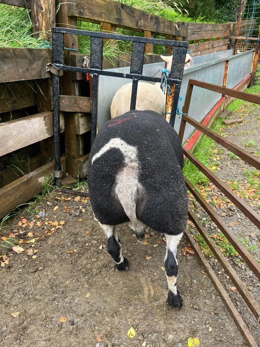 Dutch spotted Ram - Image 4