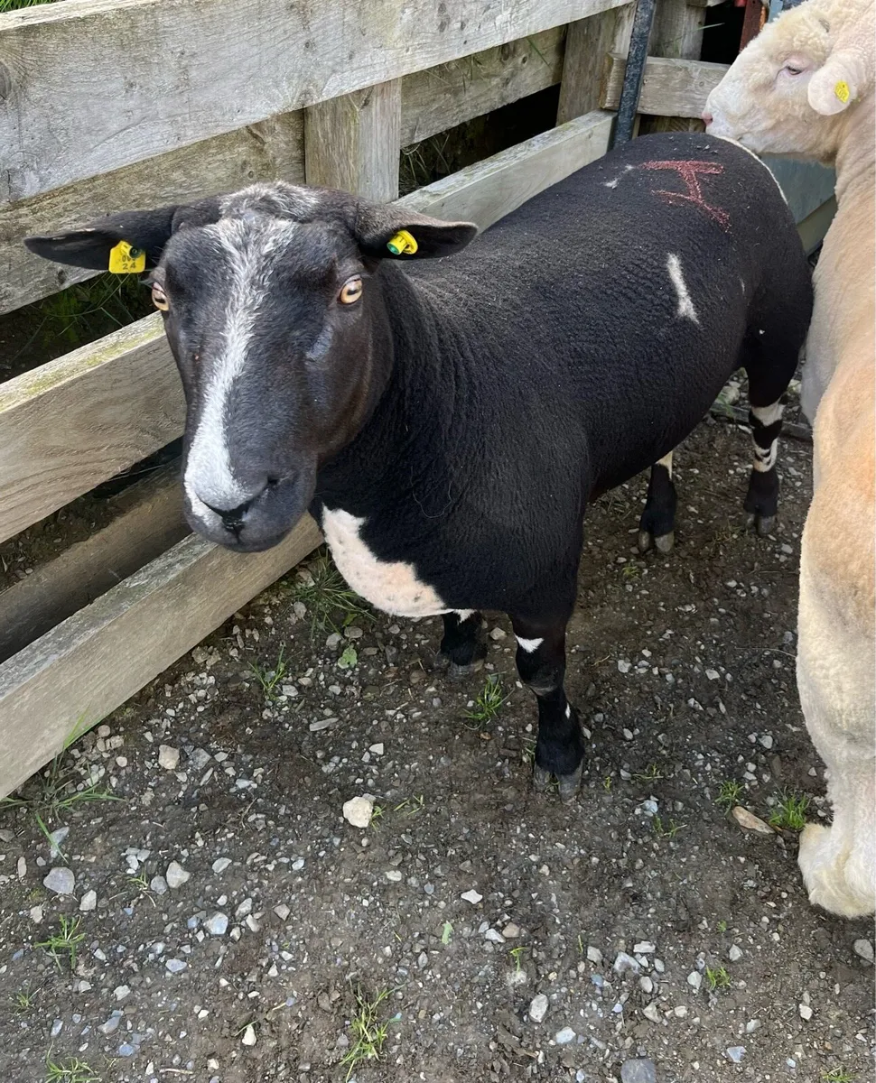 Dutch spotted Ram - Image 2