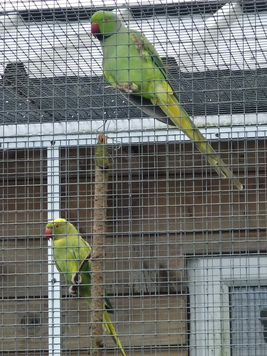 Ringneck Parakeets - Image 2