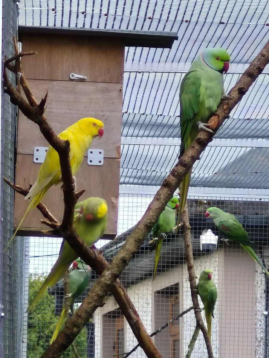 Ringneck Parakeets - Image 3