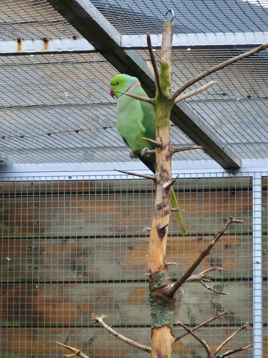 Ringneck Parakeets - Image 4