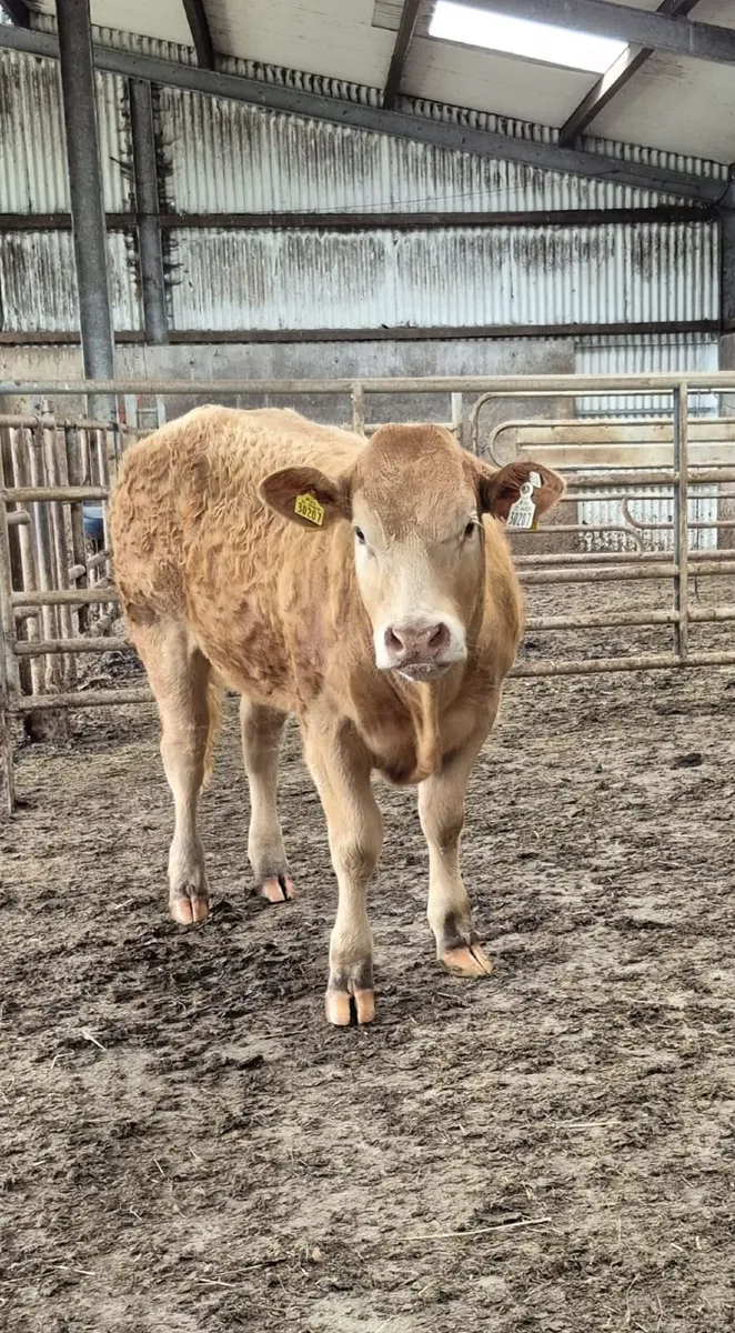 Heifer - Image 2