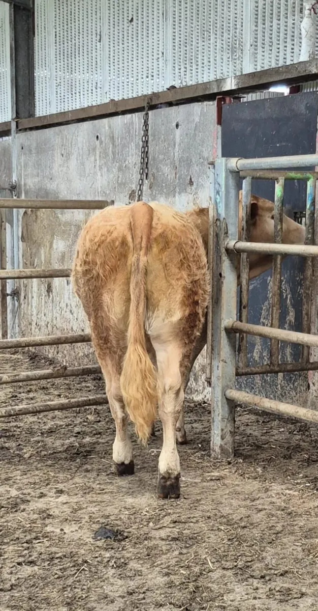Heifer - Image 3