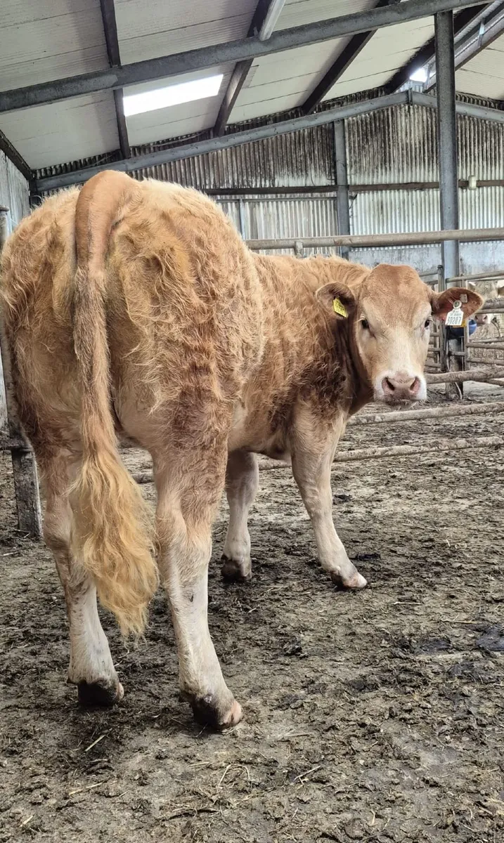 Heifer - Image 1