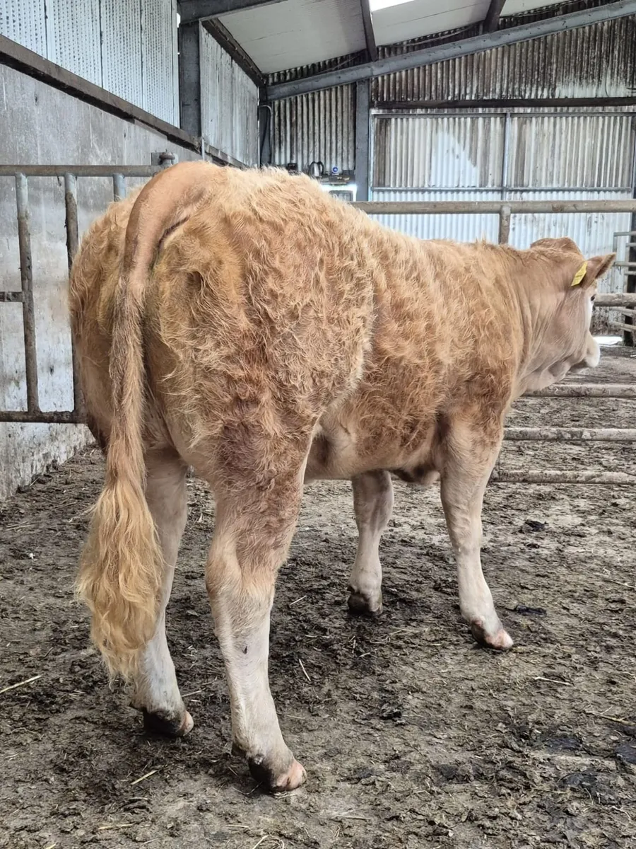 Heifer - Image 4
