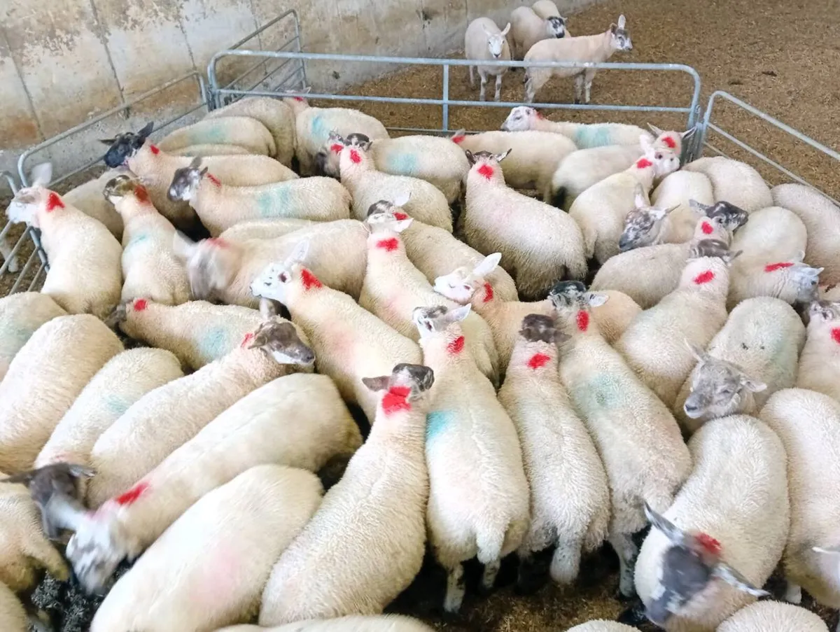 Ewe lambs - Image 4