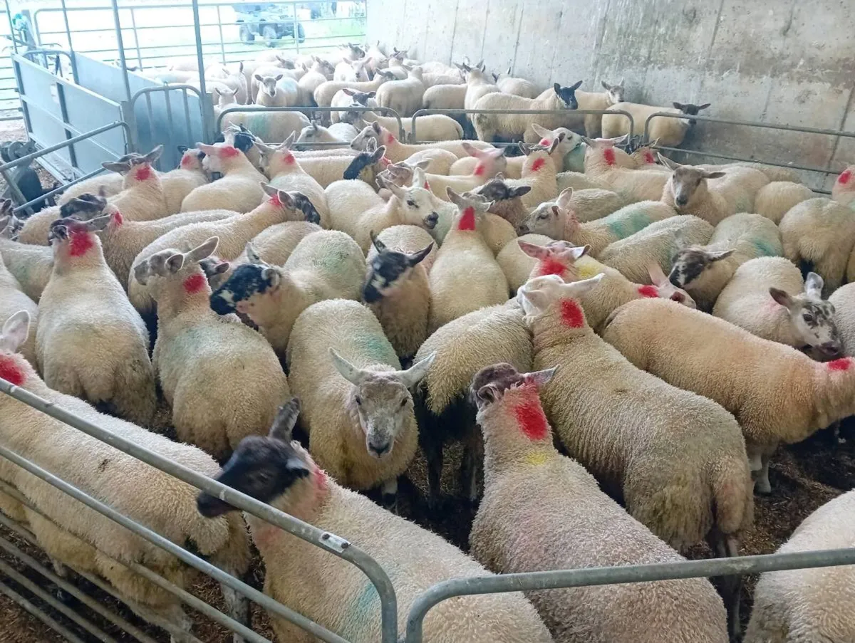 Ewe lambs - Image 2
