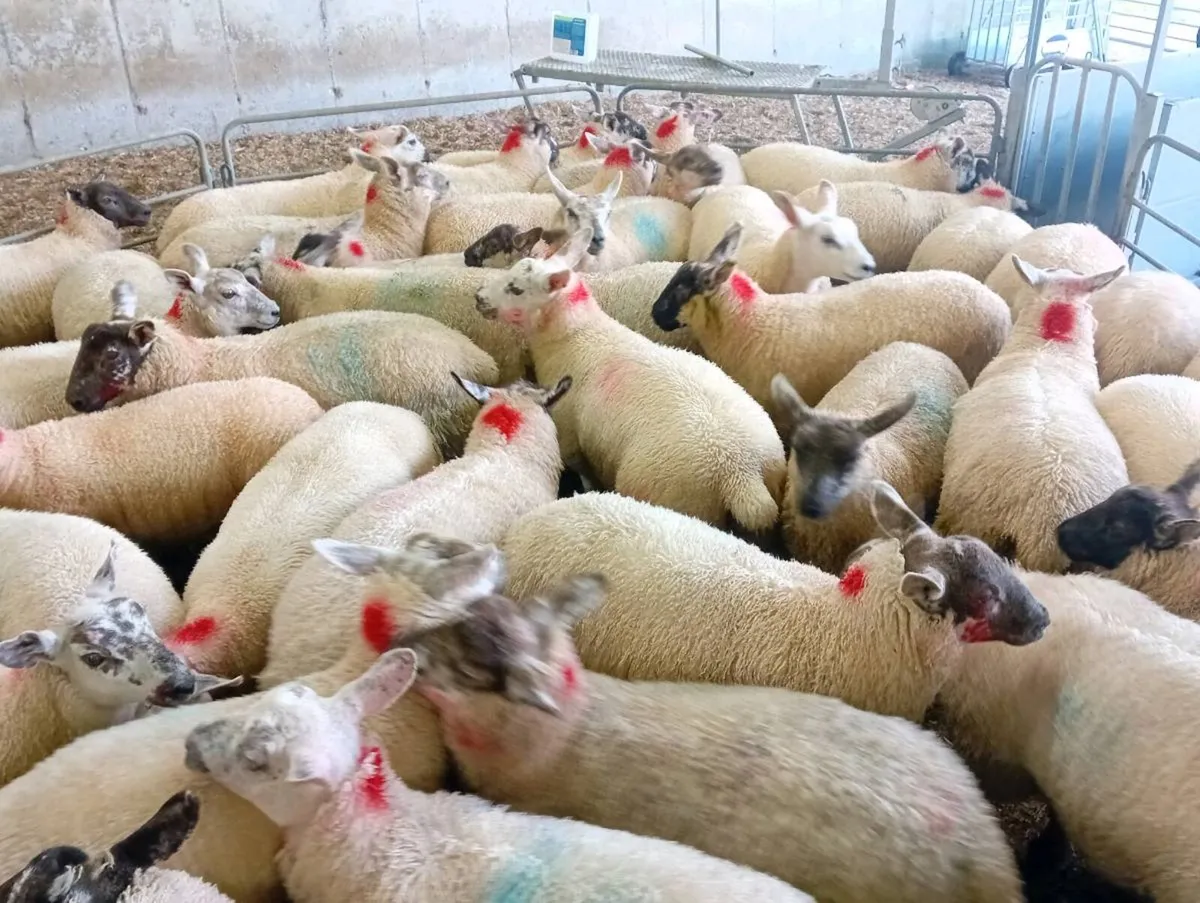 Ewe lambs - Image 3