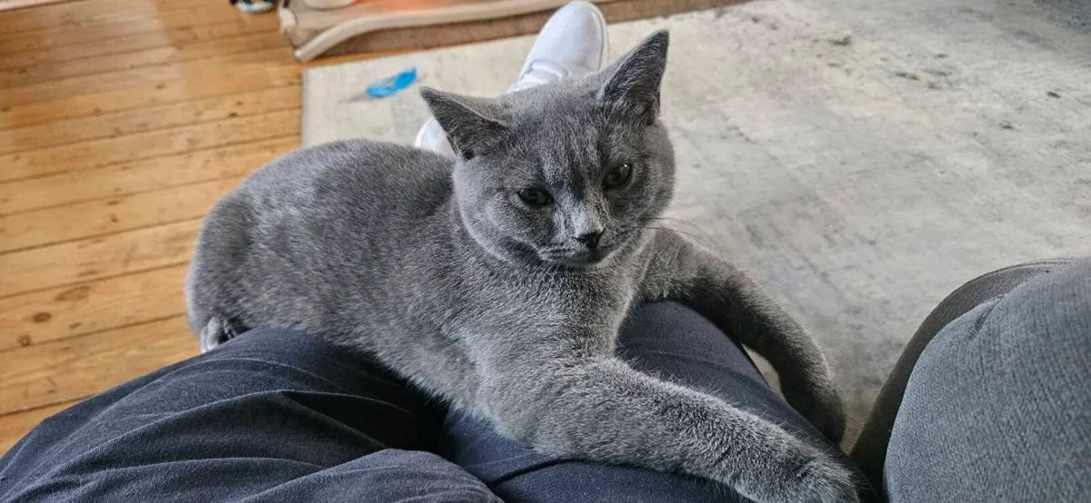 2 British Shorthair Sisters - Image 1