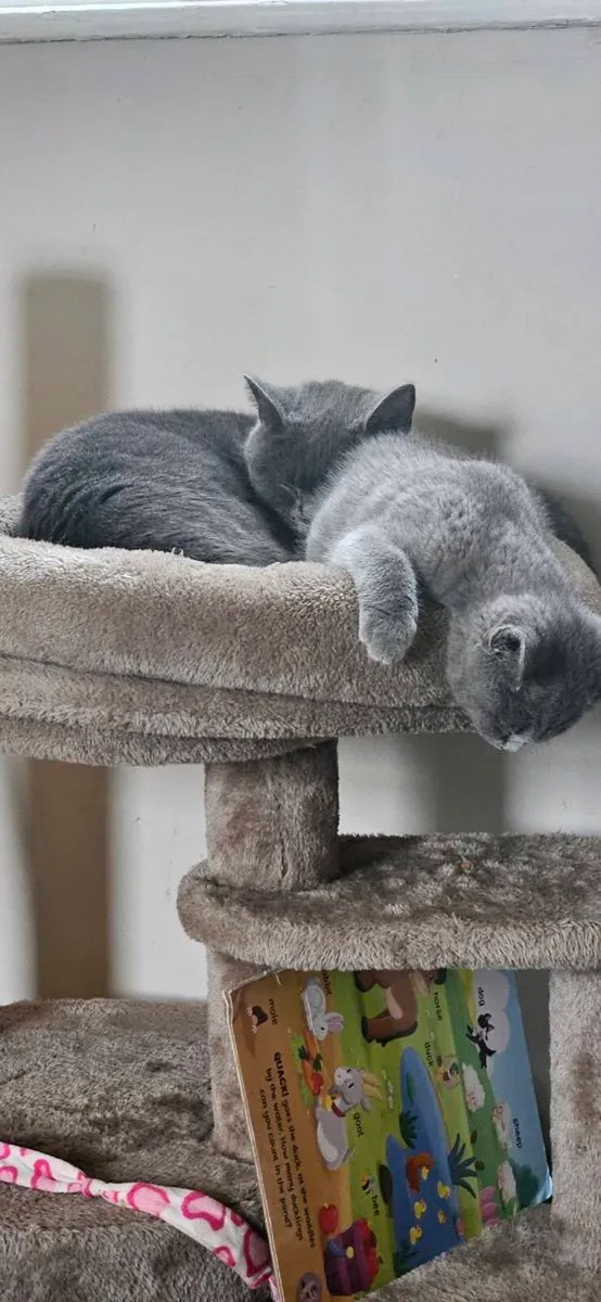 2 British Shorthair Sisters - Image 2