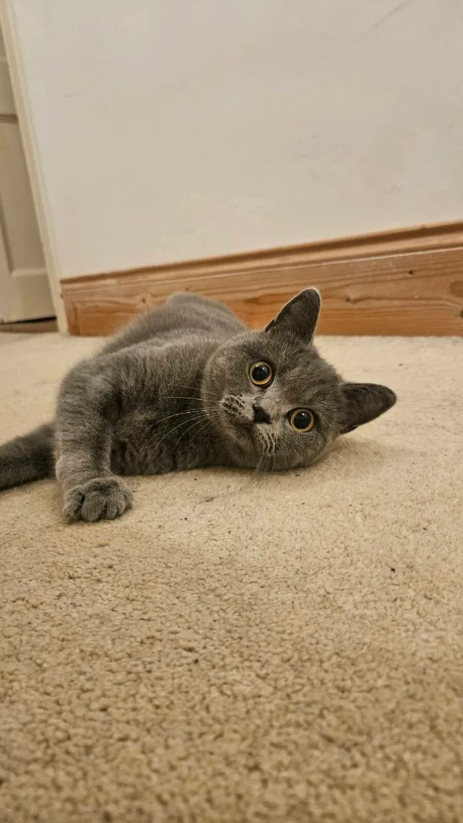 2 British Shorthair Sisters - Image 3