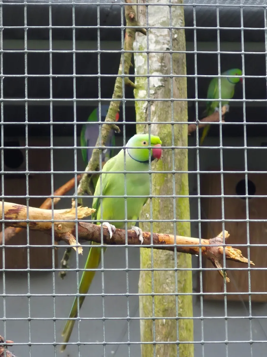 Ringneck Parakeets - Image 1