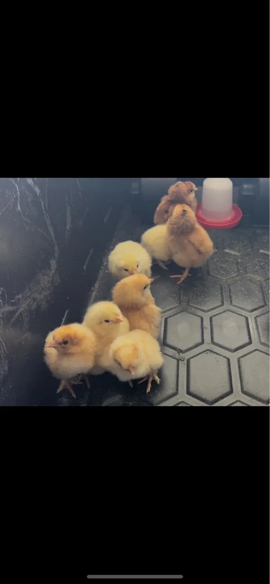 8 Mixed Dual Purpose Chicks - Image 1