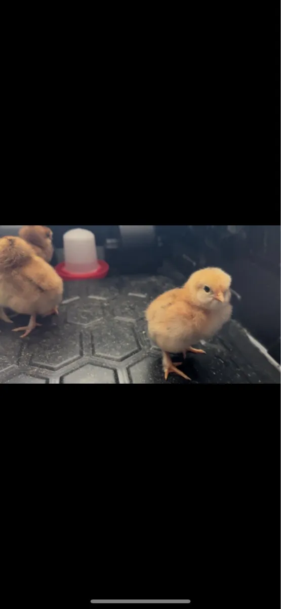 8 Mixed Dual Purpose Chicks - Image 2