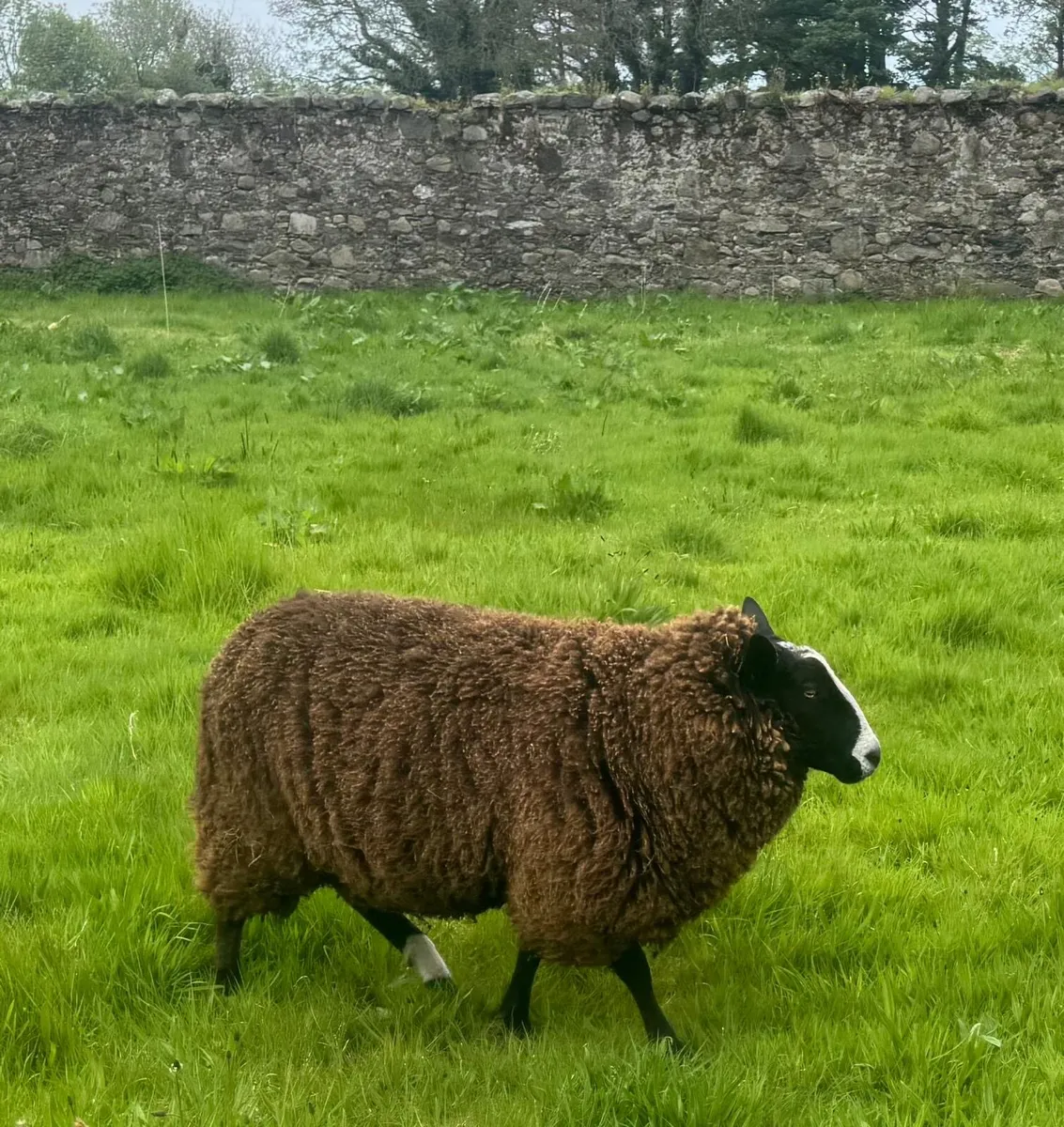 Registered Zwartble Hogget Ram - Image 1