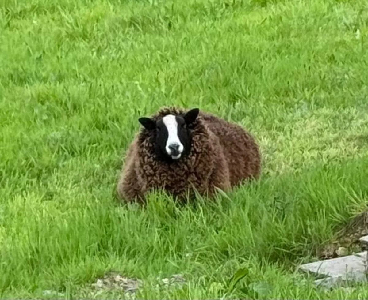 Registered Zwartble Hogget Ram - Image 2