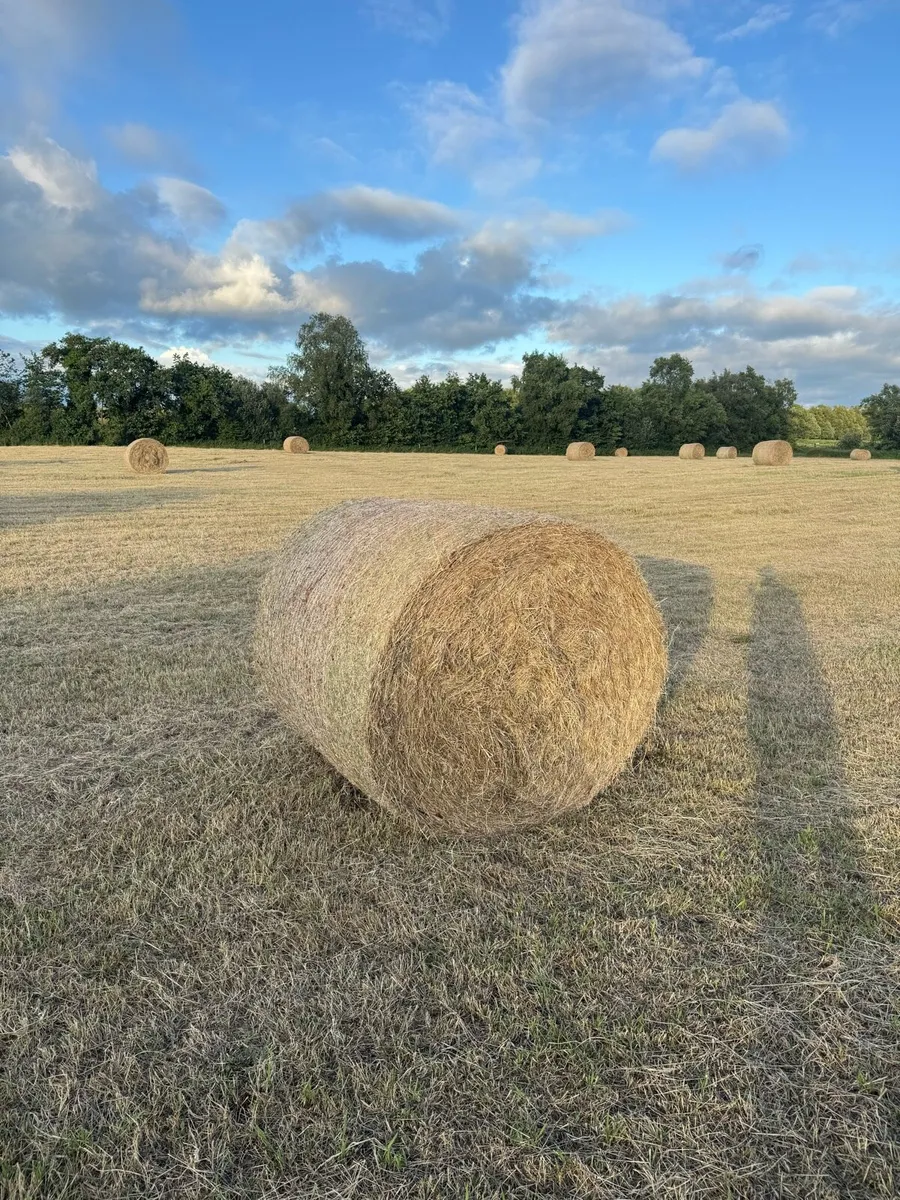Hay for Sale - Image 1