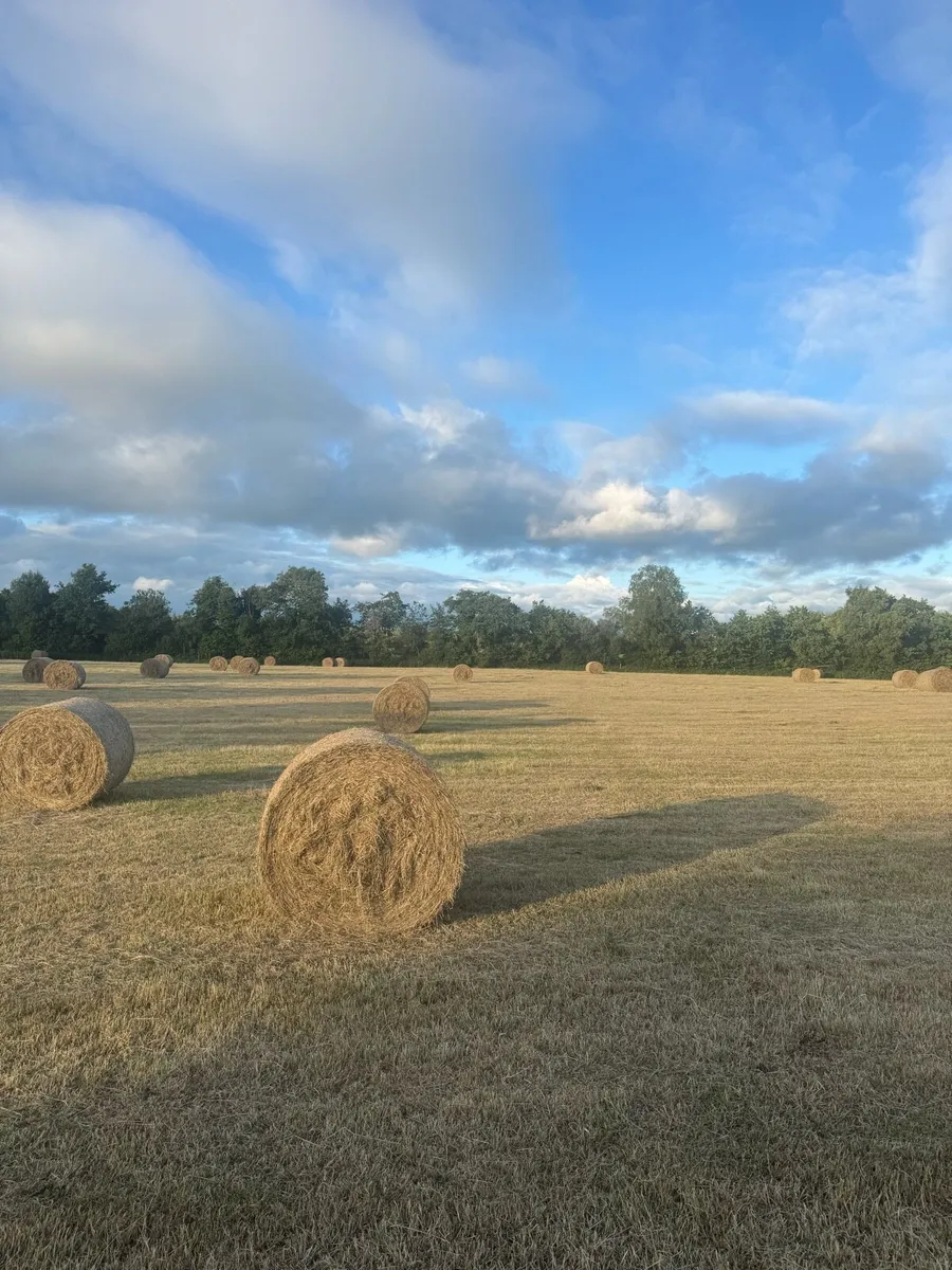 Hay for Sale - Image 2