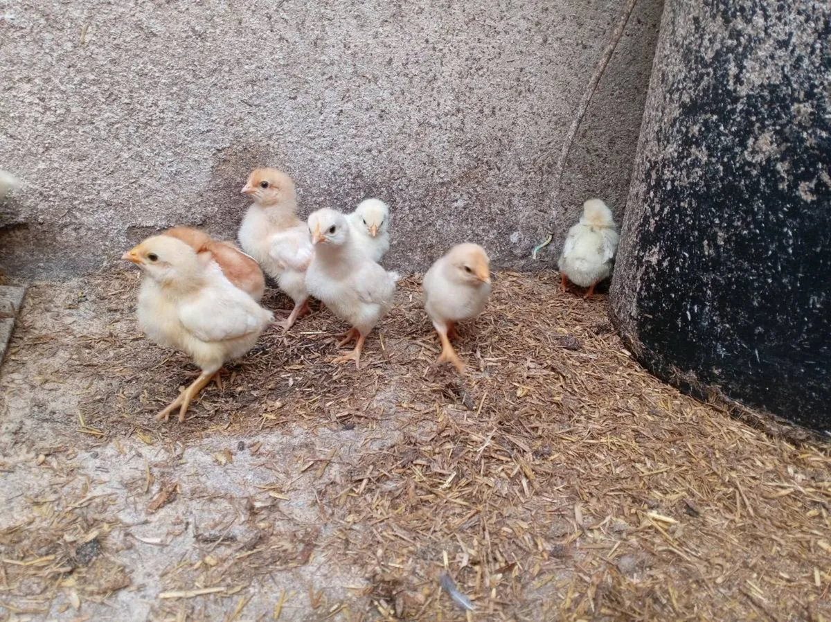 Day old / week old chicks - Image 3