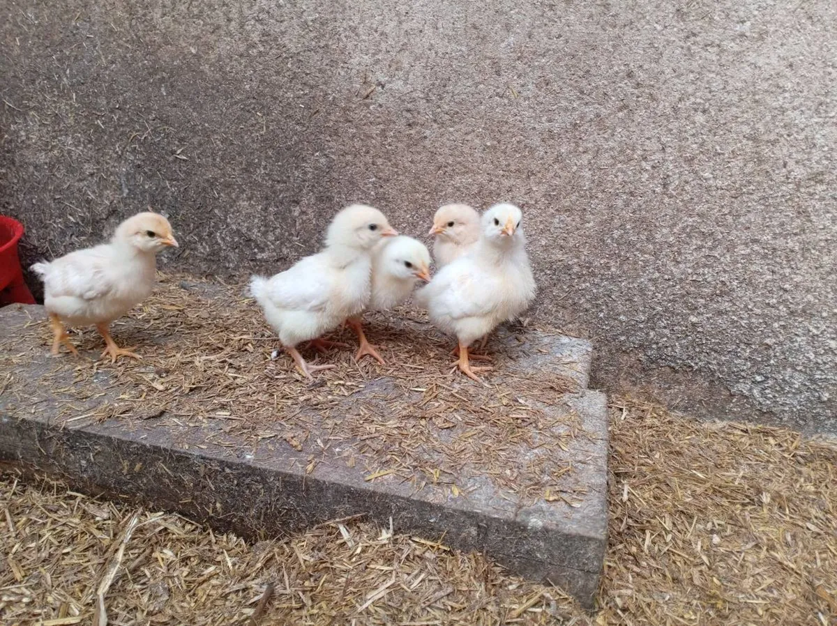 Day old / week old chicks - Image 1