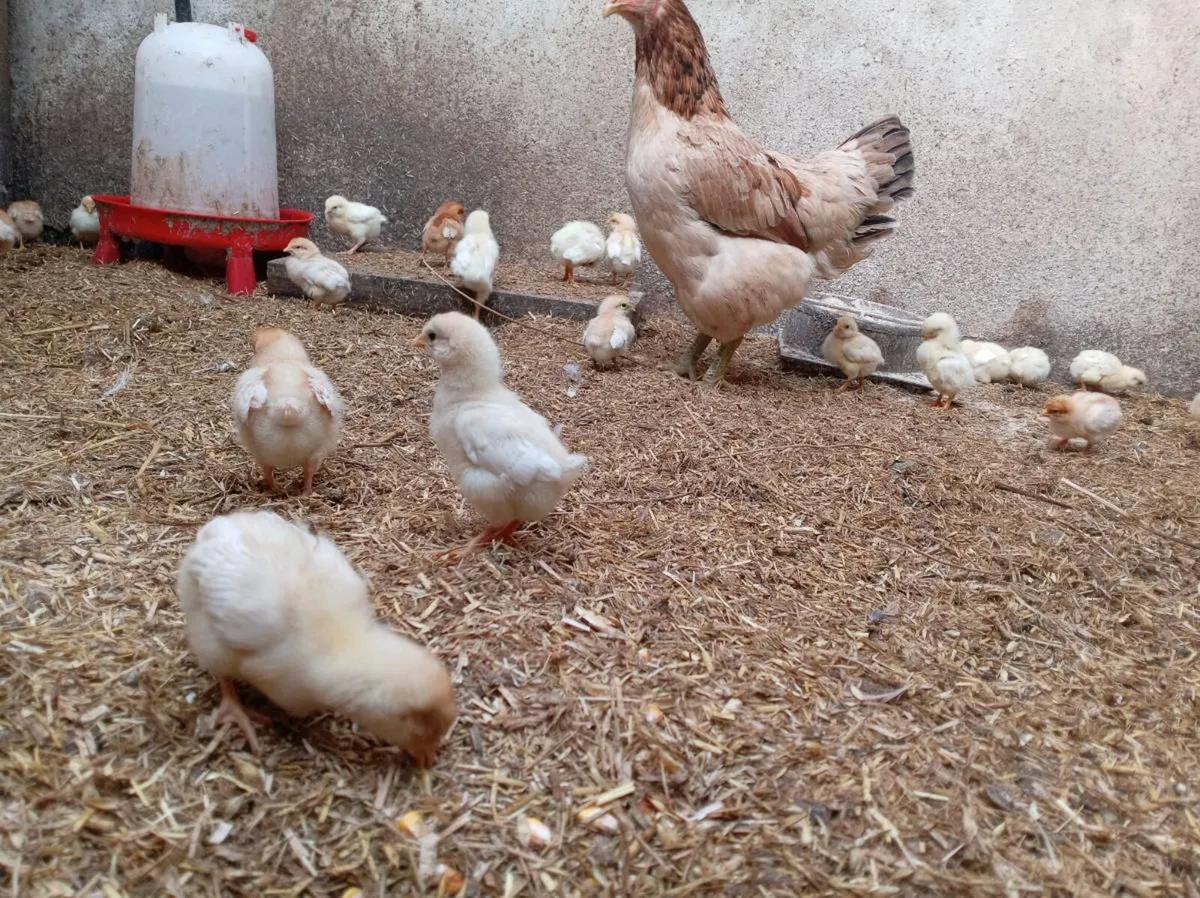 Day old / week old chicks - Image 2