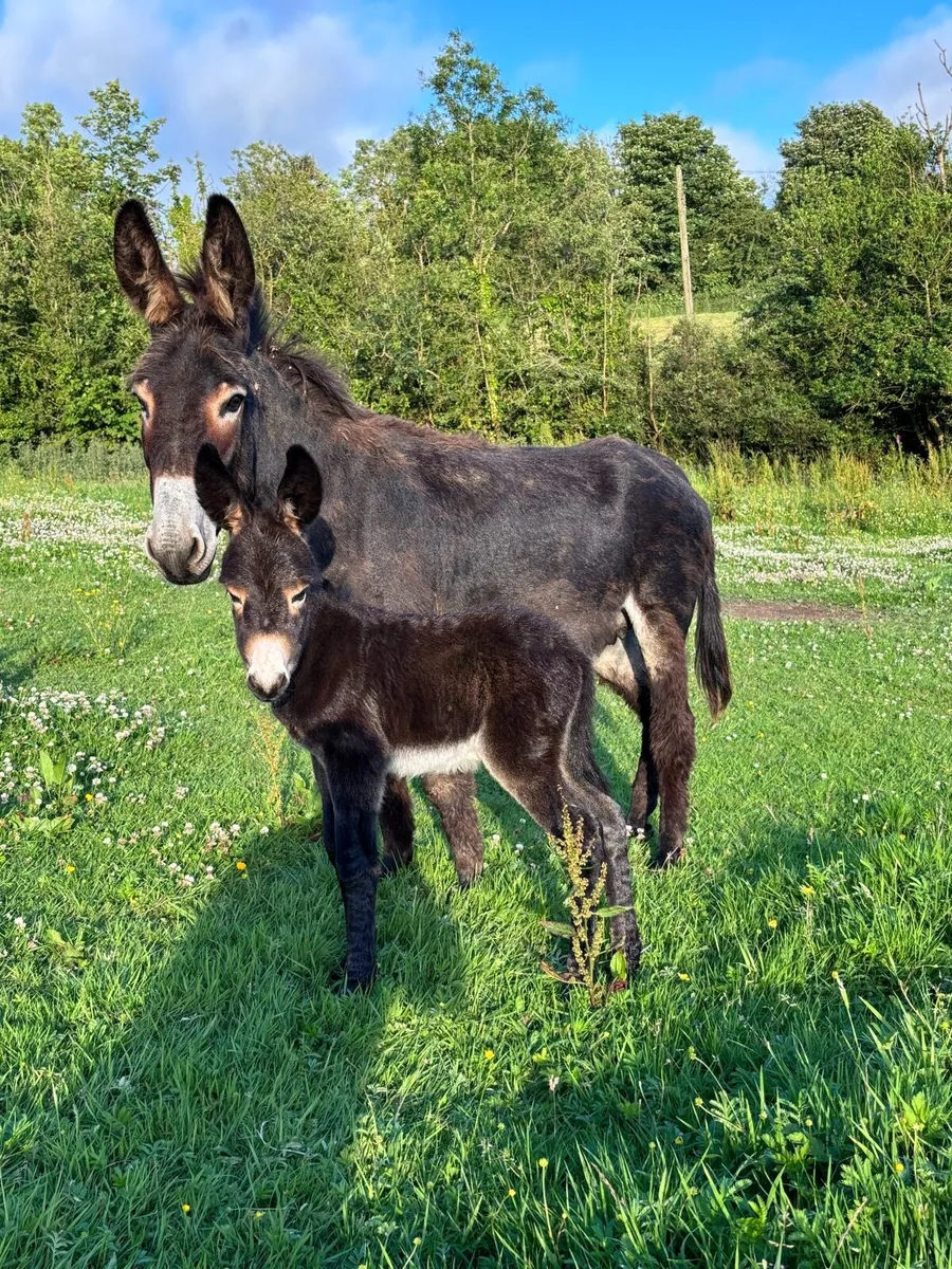 Mare donkey - Image 3