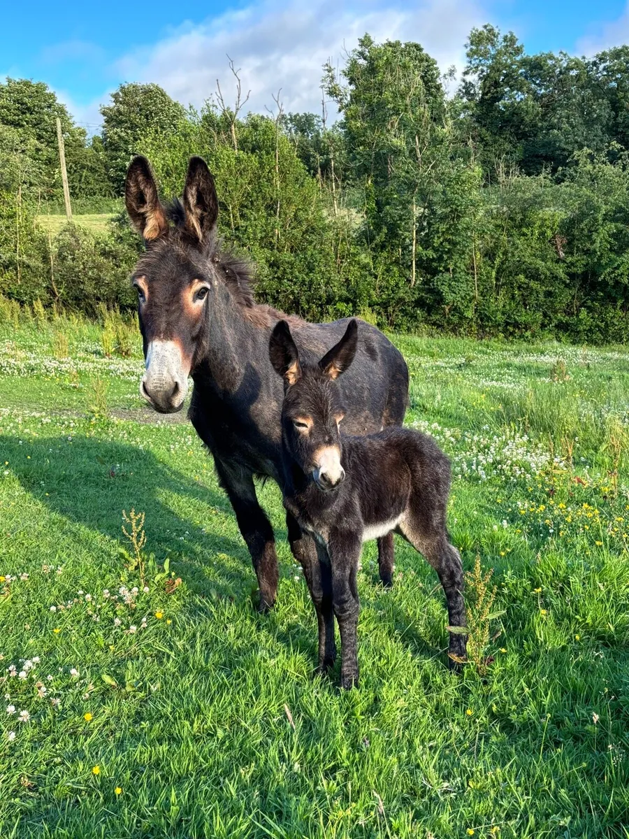 Mare donkey - Image 2