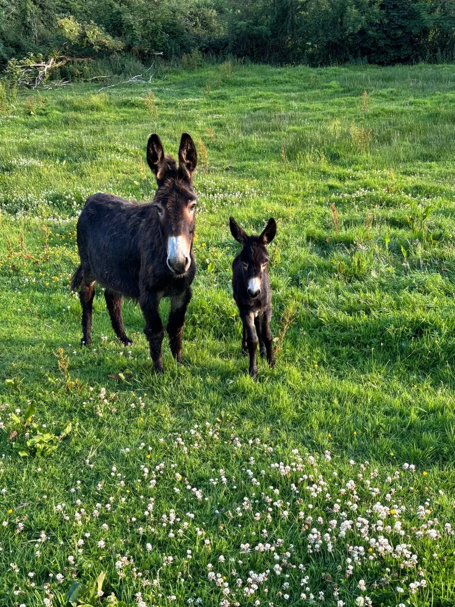 Mare donkey - Image 4