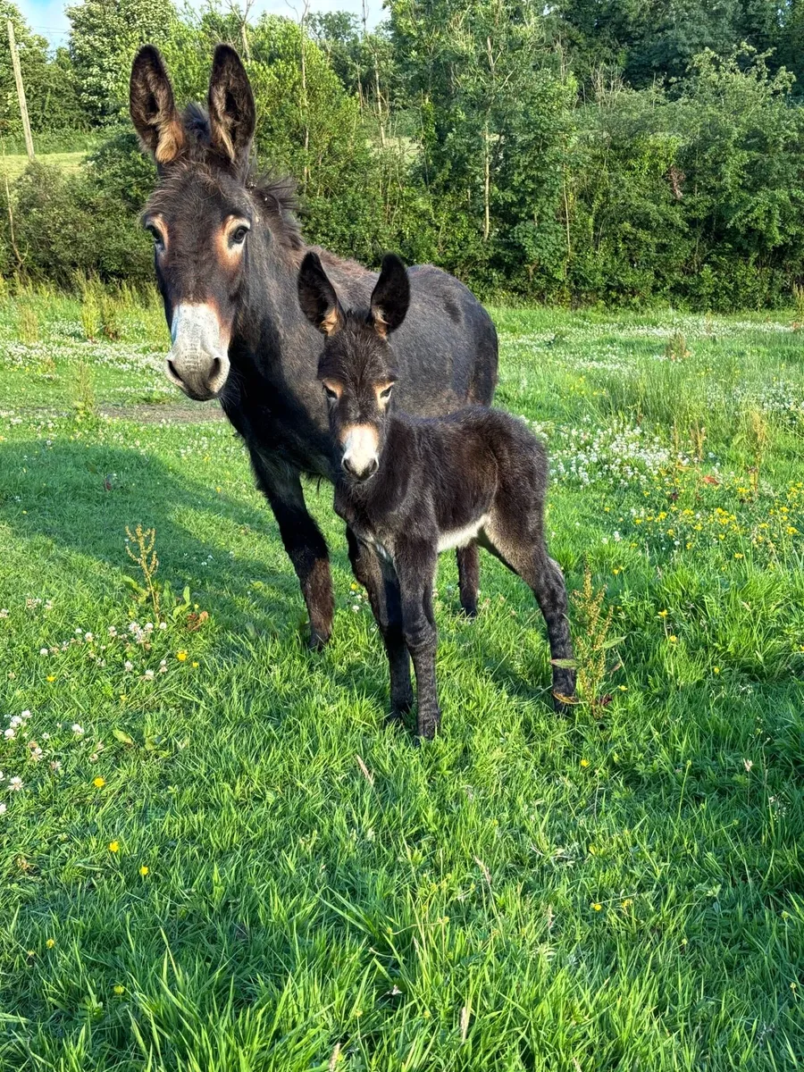 Mare donkey - Image 1