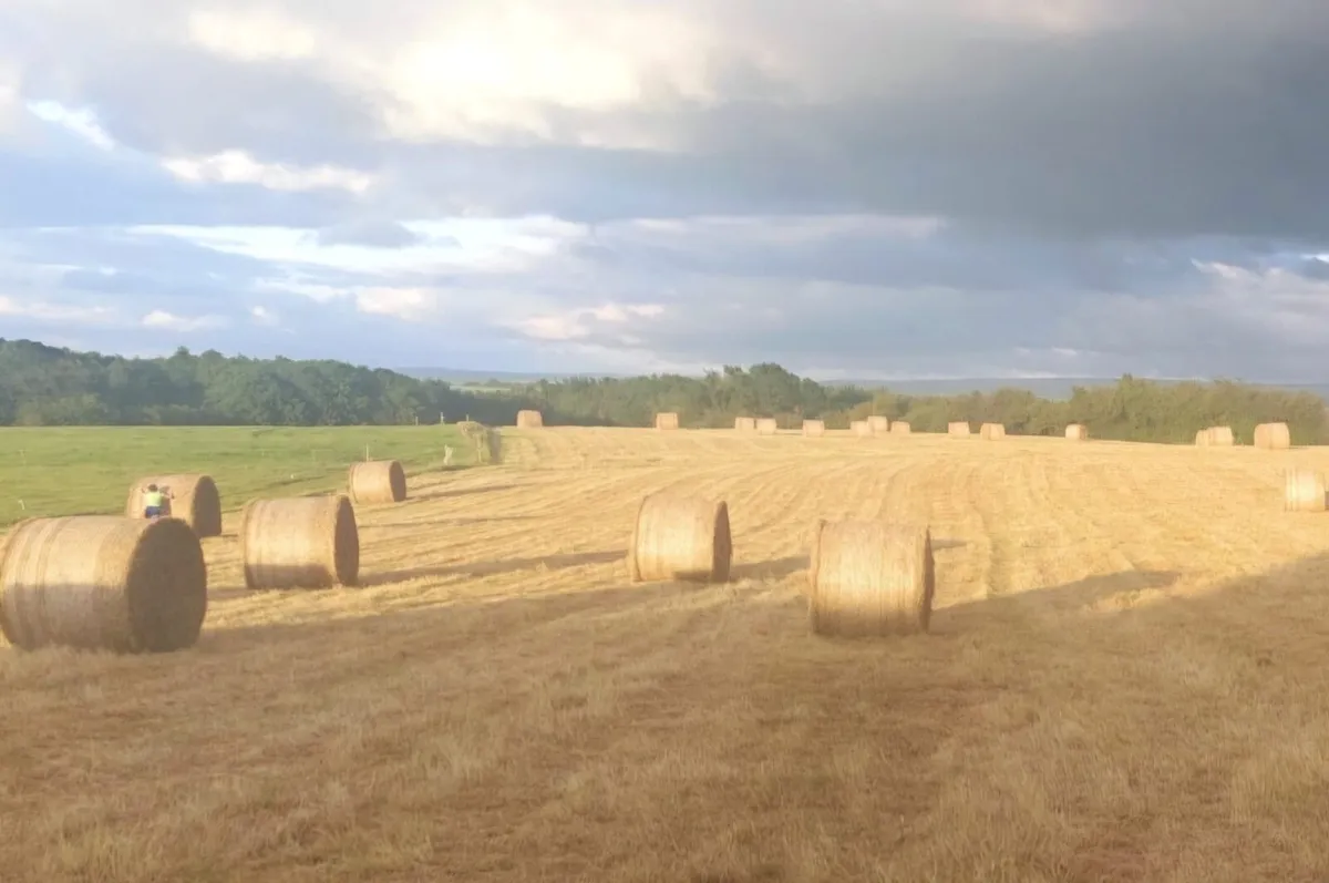 Hay - Image 1