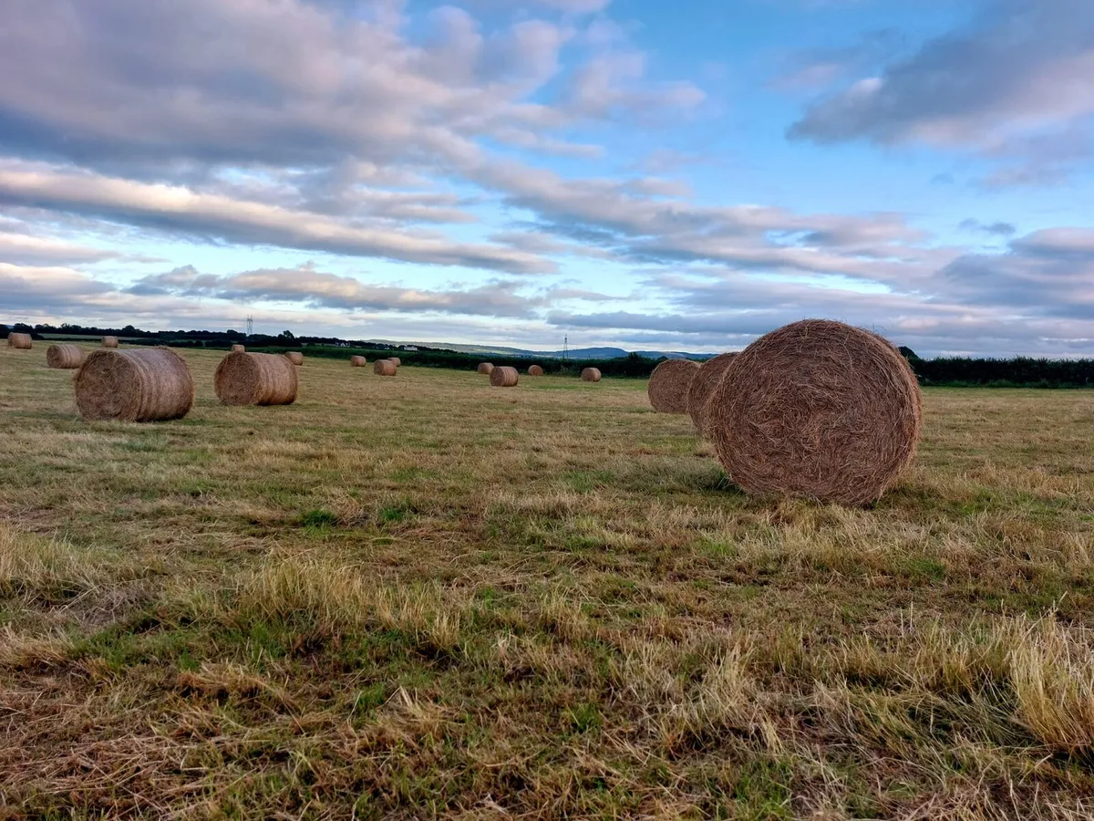 Hay - Image 2