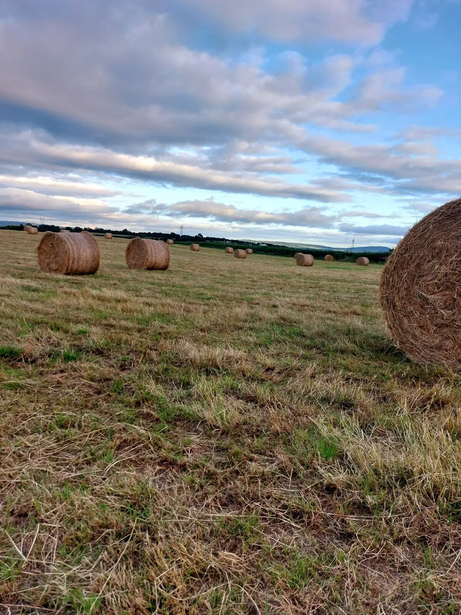 Hay - Image 3
