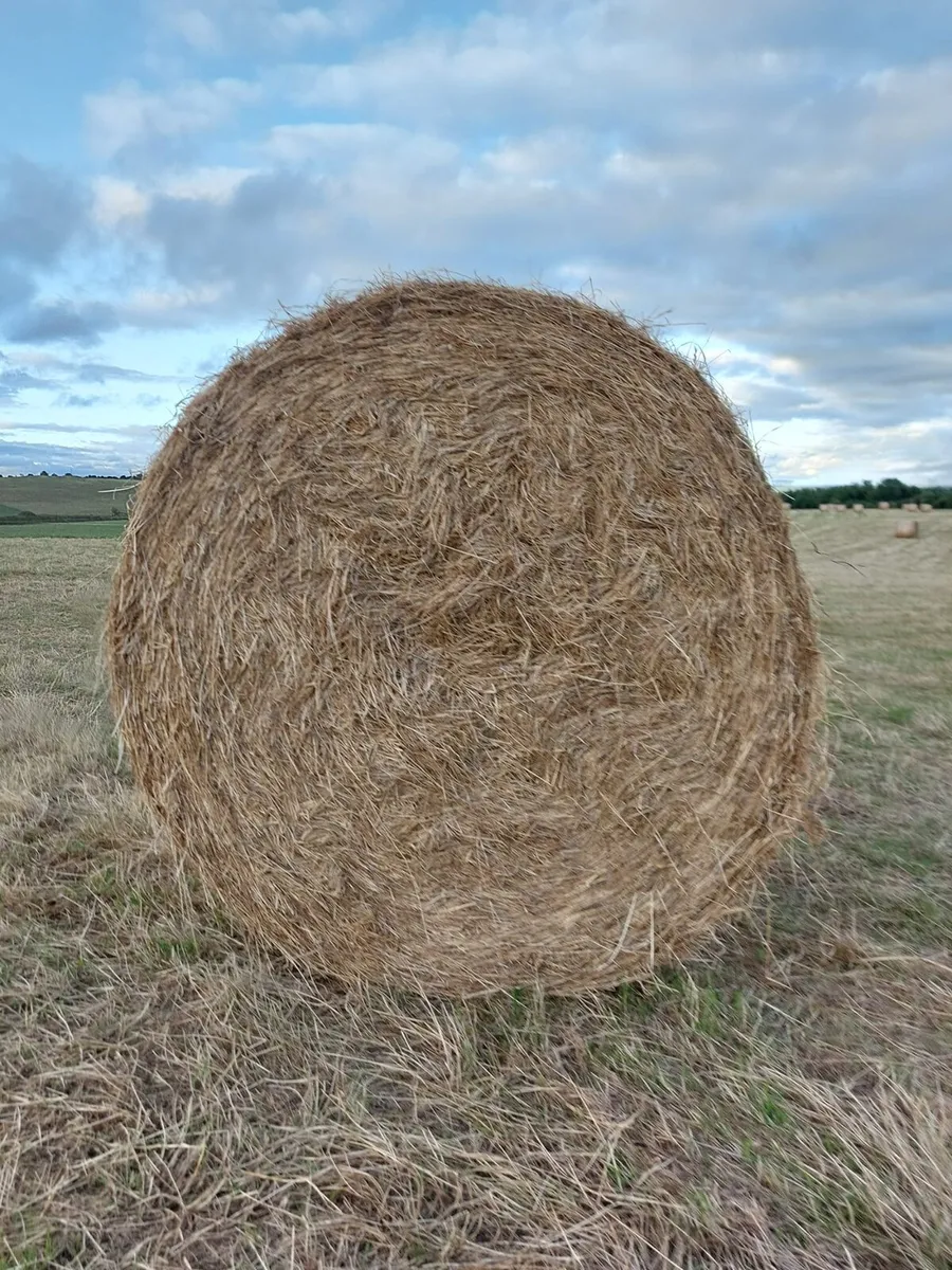 Hay - Image 4
