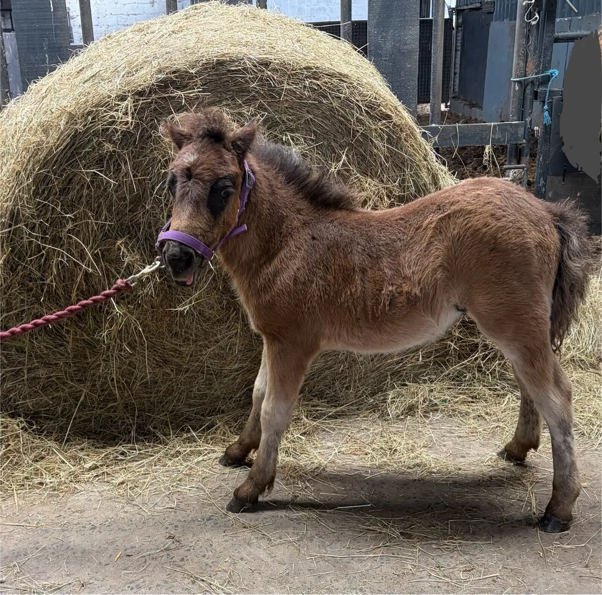 Shetland colt yearling - Image 1