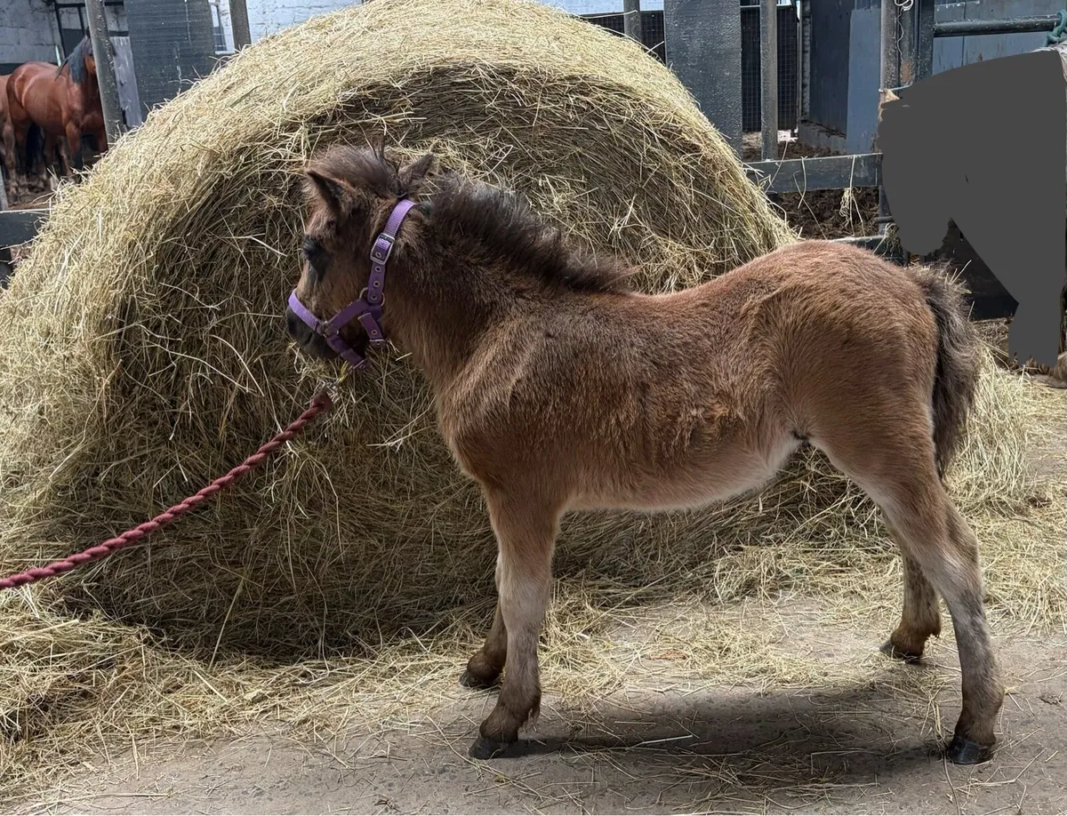 Shetland colt yearling - Image 2
