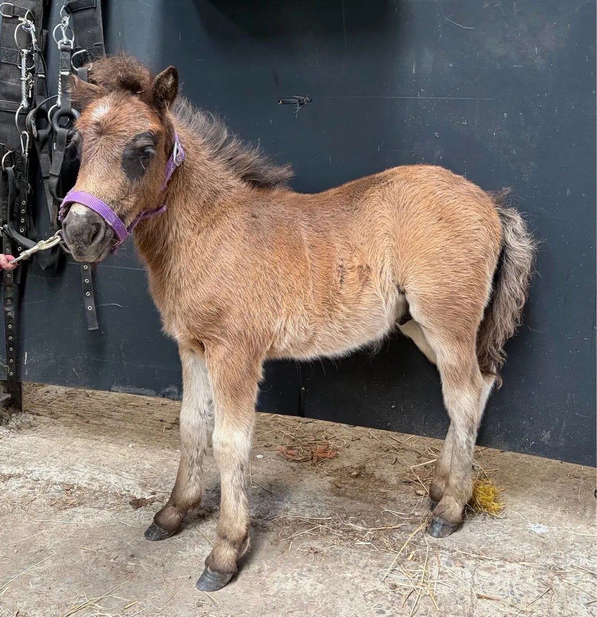 Shetland colt yearling - Image 3