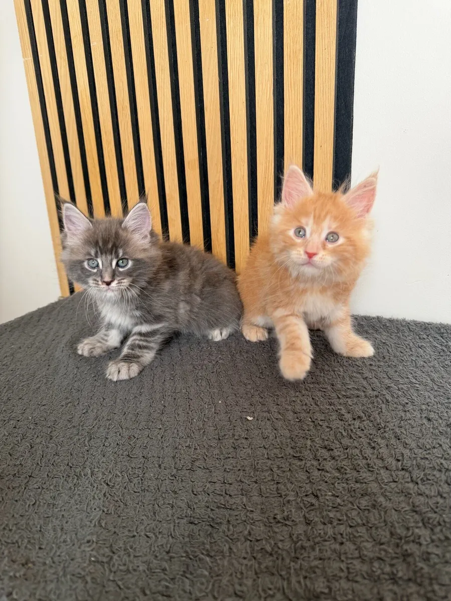 Maine coon - Image 3