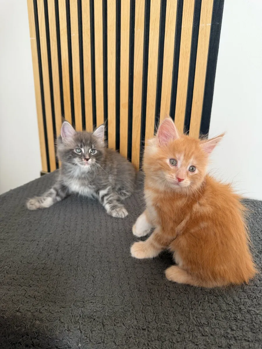 Maine coon - Image 4