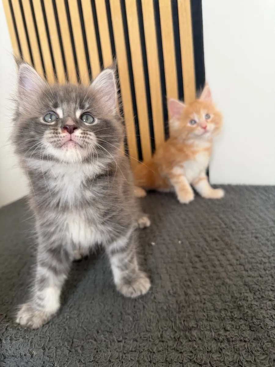 Maine coon - Image 1