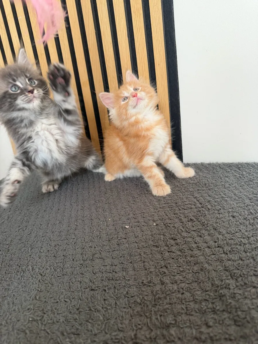 Maine coon - Image 2