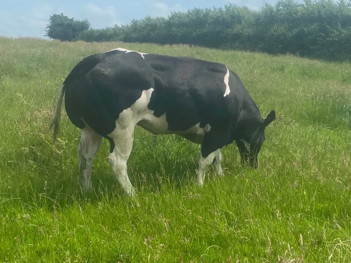 Pedigree Empire Heifer