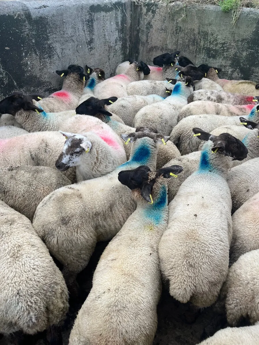 50 serious Suffolk ewe lambs - Image 2