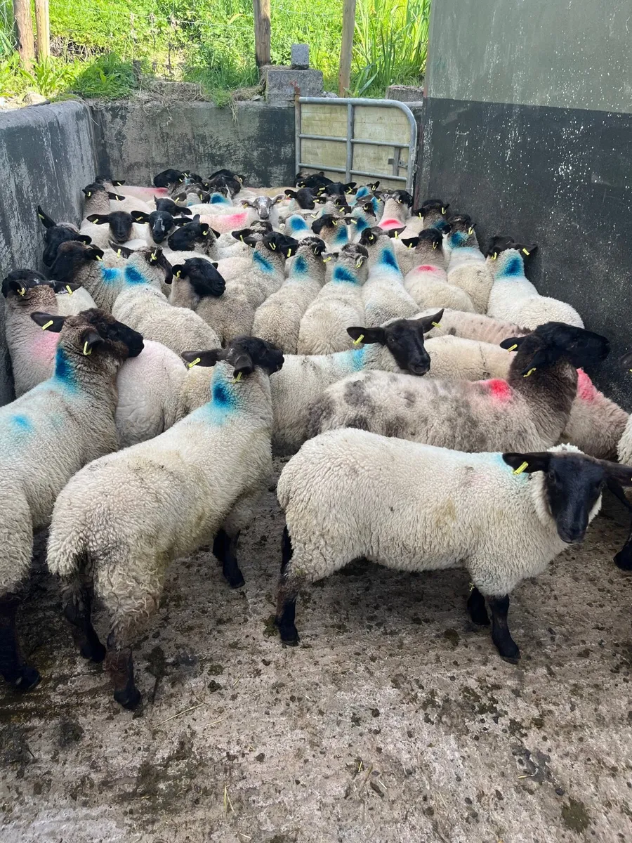 50 serious Suffolk ewe lambs - Image 1
