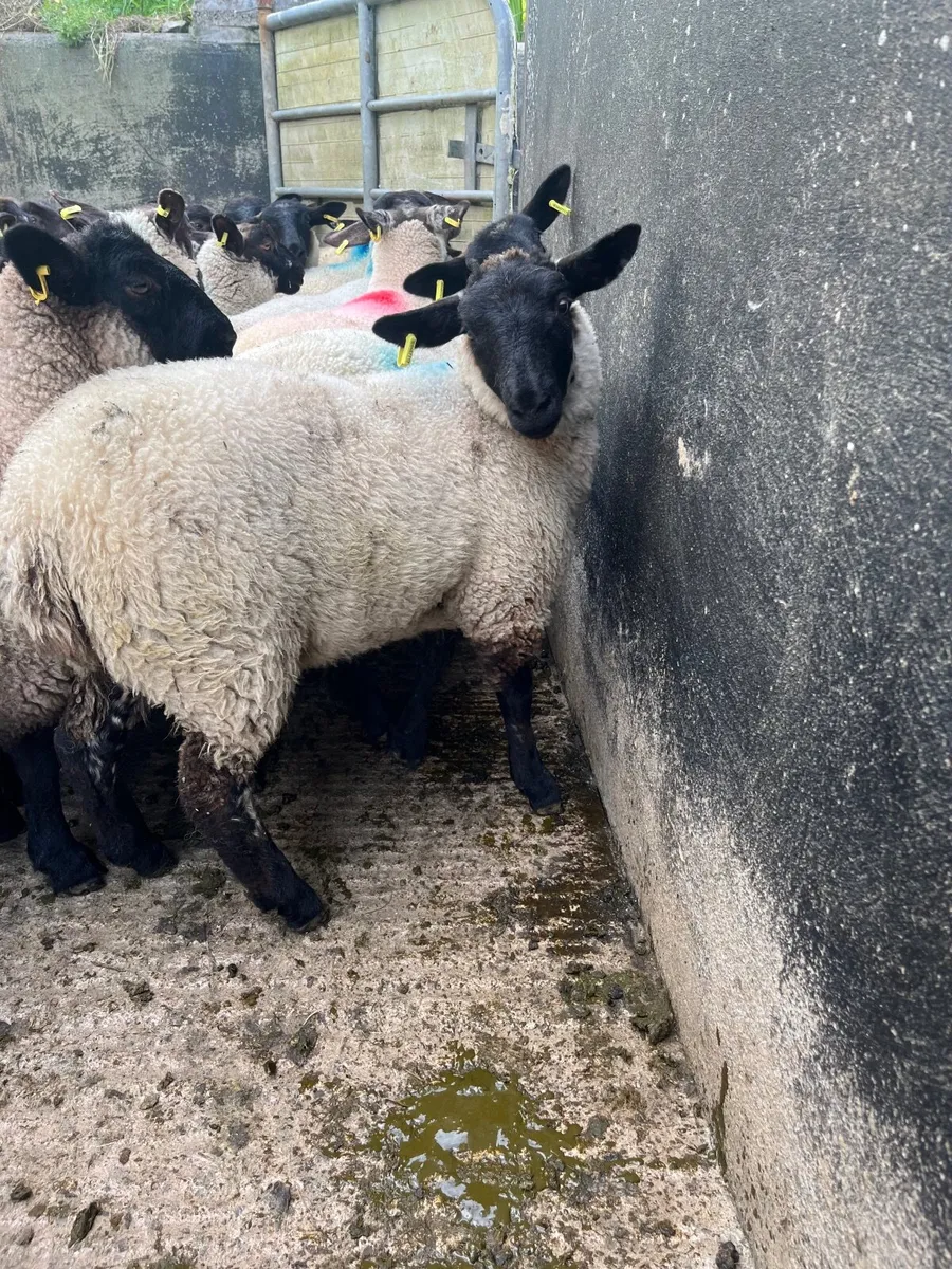 50 serious Suffolk ewe lambs - Image 3