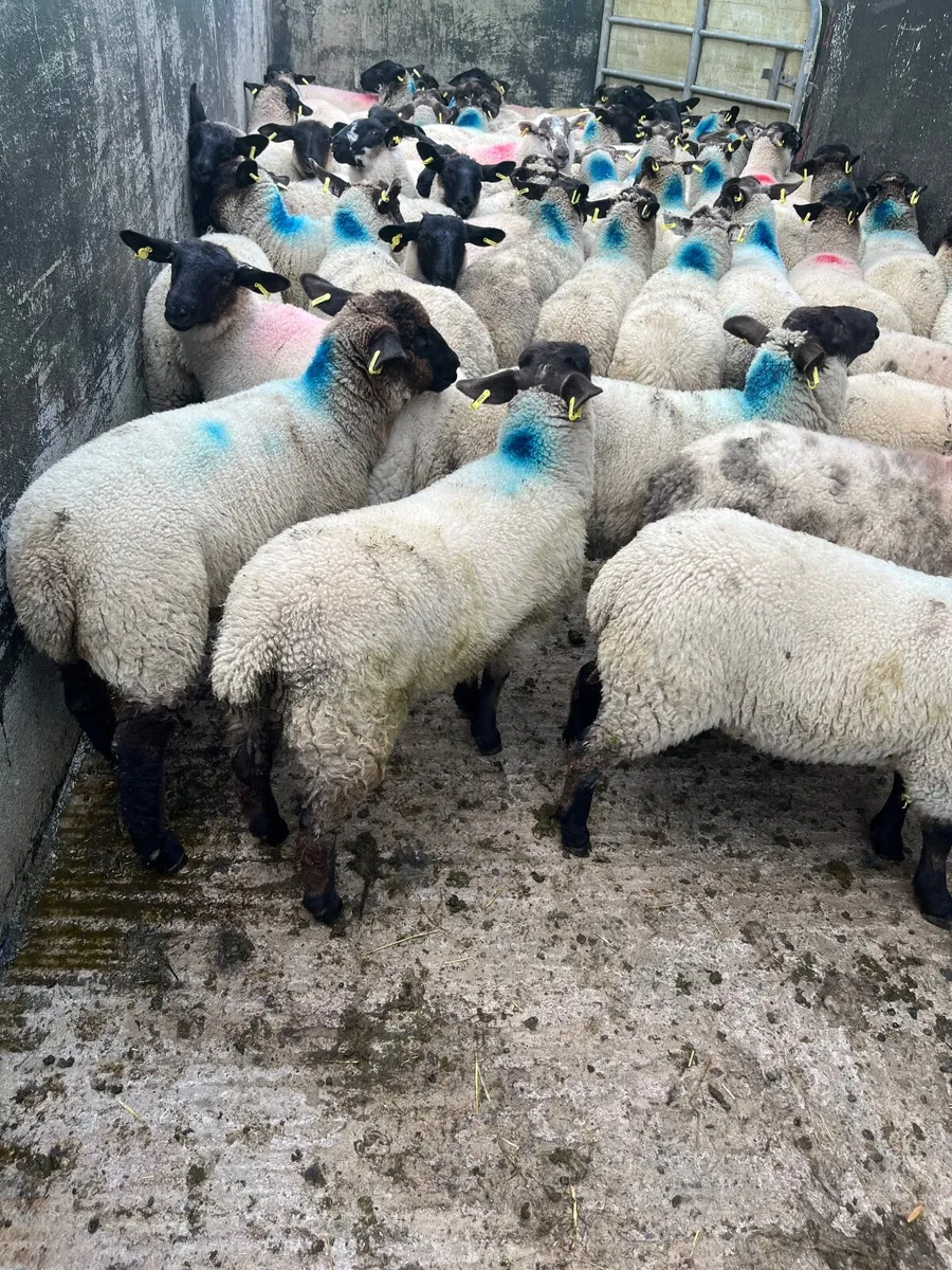 50 serious Suffolk ewe lambs - Image 4